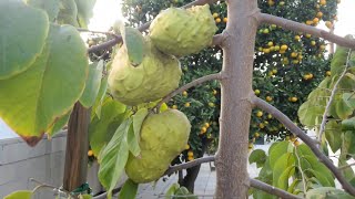 Cherimoya Elegant 3rd Year Dr White Cherimoya Tree Bearing Exquisite Fruit in Santa Ana So Cal [upl. by Llegna]