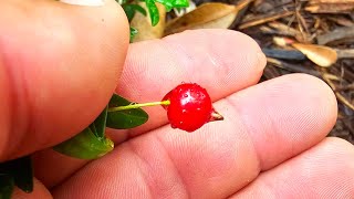 Eugenia ligustrina first fruit and tastefruit rarefruit gardening foodforest [upl. by Susanna]