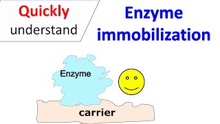 Enzyme immobilization [upl. by Eveam]