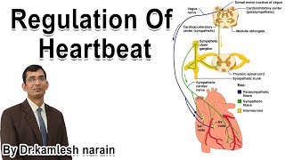 Regulation of heartbeat For class 11 12 NEET AIIMS By DRKAMLESH NARAIN [upl. by Eelarbed]