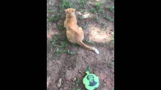 Is a cat scared of a whoopie cushion [upl. by Fernandez]