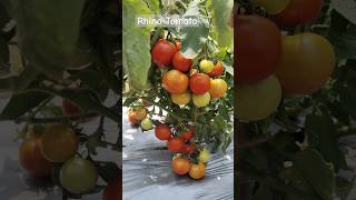 F1 Rhino Tomato From ravihybridseeds [upl. by Nolana760]