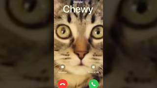 Chewy is calling for Churu delivery cat iphoneringtone ringtoneiphone 猫 [upl. by Roeser]