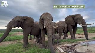 An Unexpected Meeting Between Baby Orphan Elephant Phabeni amp Setombe and Klaserie [upl. by Giulia]