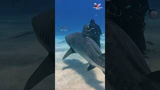 Tiger Shark and diver at Tiger Beach shark sharks wildlife nature adventure ocean bahamas [upl. by Nauqan]