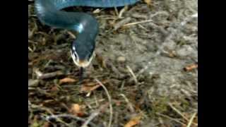 Blue Racer Coluber constrictor foxi in Michigan [upl. by Hobard]