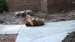 My calico Manx cat rolling around outside Ends with a bang [upl. by Aniral]