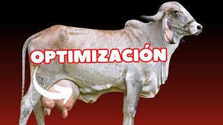 Cómo Aumentar la Producción de Leche en Vacas Lecheras [upl. by Yelekalb]