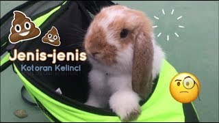 Jenisjenis Kotoran Kelinci  BunnyTime [upl. by Zelten]