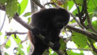 Howler Monkey Growl in Costa Rica [upl. by Culley]