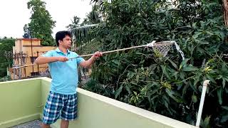 How to pick mangoes from garden  Mango plucking  Mango harvesting at home [upl. by Adleremse]