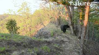 Asian black bear walks along ridge scent marks and cracks camera Russian Far East [upl. by Ileyan590]