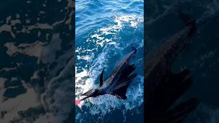 Sailfish vs New Lure sailfish fail trolling fishing florida blackbartlures [upl. by Accever]