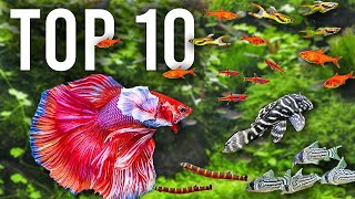 The BEST Mates for Betta Fish in Community Tanks [upl. by Krum]