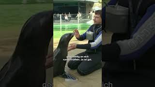 Pustetraining bei den Seelöwen pandagorillaundco zoo [upl. by Aneeram]