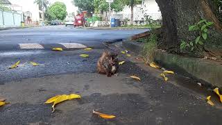 GOOD MORNING CAT  STRAYCAT UNDERNEATH MANGO TREE [upl. by Dorn665]