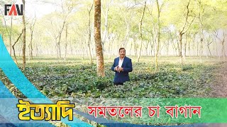 সমতলের চা বাগান  ইত্যাদি পঞ্চগড় ২০২০ [upl. by Immac]