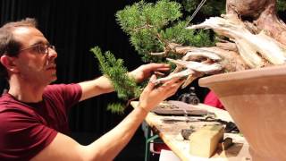 Bonsai demo by David Benavente [upl. by Neirual991]