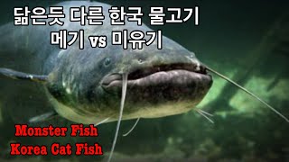 닮은듯 다른 한국 토종 물고기 메기 vs 미유기  Korea Monster Cat Fish Silurus asotus vs Silurus Microdorsalis [upl. by Rammaj]