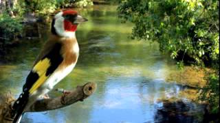 European Goldfinch song تغريد مقنين خلوي canto del Jilguero [upl. by Eynobe]