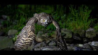 シマフクロウ ～Blakistons fish owl～ [upl. by Nalat]