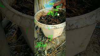 Miracle Blue ternate plant vines godisgood godislove mcgicares mcgi pinoyfood flowers [upl. by Selinski]