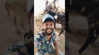 Comedy with goat foryou comedy comedyvideo [upl. by Arataj]