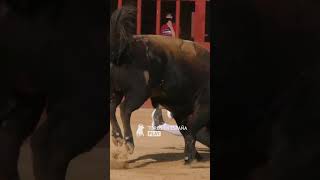 RECORTADORES CON TOROS EN VALL DALBA [upl. by Eiramyllek]