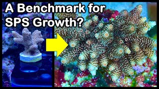 Your SPS corals growing fast or slow Come see some realistic progression examples for benchmarking [upl. by Ranit492]