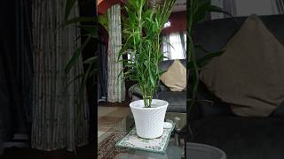 Lucky bamboo song music gardenplants indiagardening indoorplants [upl. by Anomer]