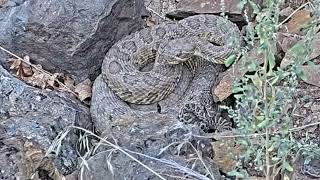 Black widow spooks rattlesnakes [upl. by Willing871]