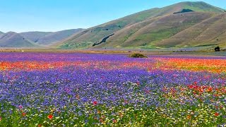 Fioritura a Giugno e Luglio 2016 a Castelluccio di Norcia HD no slideshow video di Pistolozzi Marco [upl. by Esilanna]