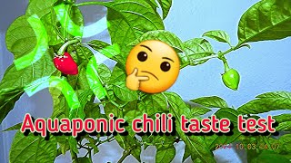 Chili pepper taste test  Cariolokia Screaper Strain Zero F3 2  Aquaponically grown  20241003 [upl. by Htrap]