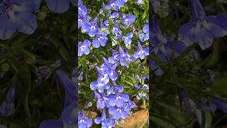 Blue Lobelia lobelia blueflowers garden blue [upl. by Allmon]