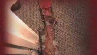 Animated Rat In Wood Trap Halloween Prop [upl. by Geoffrey]