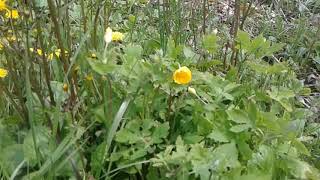 Wood poppy vs greater celandine identification [upl. by Nomrej]