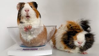 This Is Why One of My Guinea Pigs Chubby and the Other Slim [upl. by Bonney]