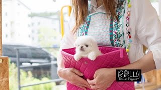 Forever Pocket Size Pekingese KiKi  Rolly Teacup Puppies [upl. by Ekihc886]