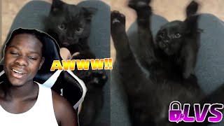 Most hilarious amp cute Cats and Dogs [upl. by Fortunna]