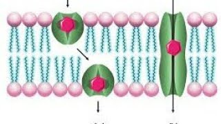 IonophoresType Of Iontophores Application Of Ionophores Important Of MScExam [upl. by Anaitat]