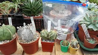 Growth rate care and cultivation of Astrophytum cactus [upl. by Tannenwald]