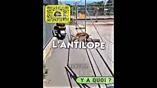 L’antilope A LA GARE [upl. by Ashil268]