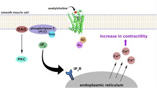 Bronchodilators Part 2 Mechanisms of Action [upl. by Ardyth92]