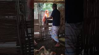 Duck farm house bangladesh duck house shortvideo shorts bd [upl. by Fransen]