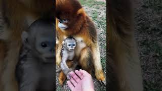 The Beautiful Golden Monkey Life Eps 1 [upl. by Barhos555]