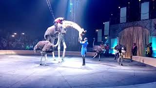 Цирк  шоу жирафа верблюдов зебр страусов  Circus the show giraffe camels zebras ostriches [upl. by Ylra]