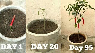 FASTEST METHOD TO GROW CHILLIES AT HOMEBeginning till harvest [upl. by Sankey]