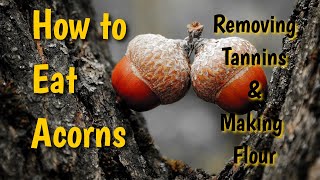 How to Eat Acorns Removing Tannins and Making Flour [upl. by Zetana928]