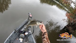 Bass Fishing Showdown Chasing Big Bites in the Swamp [upl. by Marcello]