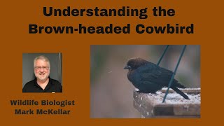 Understanding Brownheaded Cowbirds [upl. by Oznohpla721]